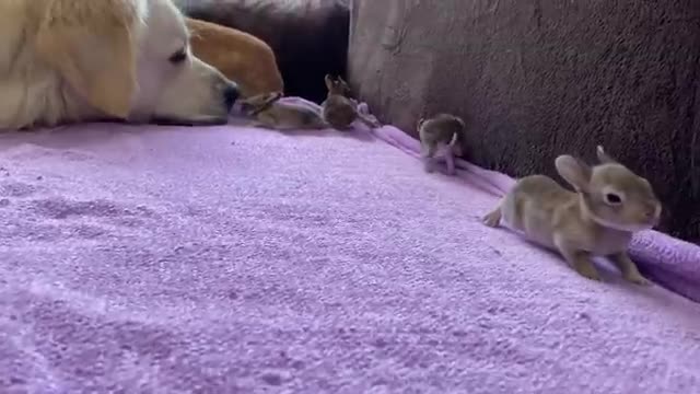 Golden Retriever and Baby Bunnies 10 days old [All 4 Bunnies Open Their Eyes]