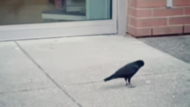 Frustrated Crow trying to put a condom