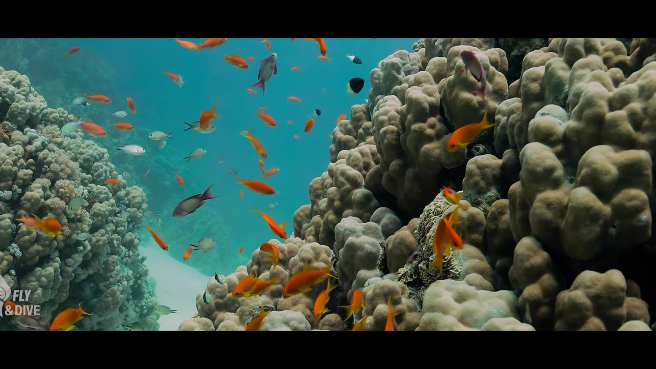 Majestic Underwater Seascapes: Exploring Coral Reefs and Wildlife (1 Hour)