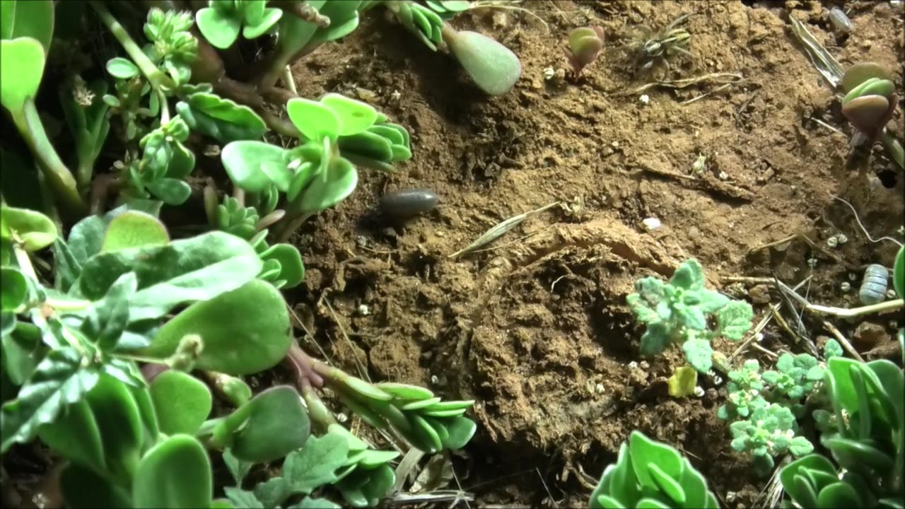 Trapdoor Spider And Feisty Friend Bash Up Slaters