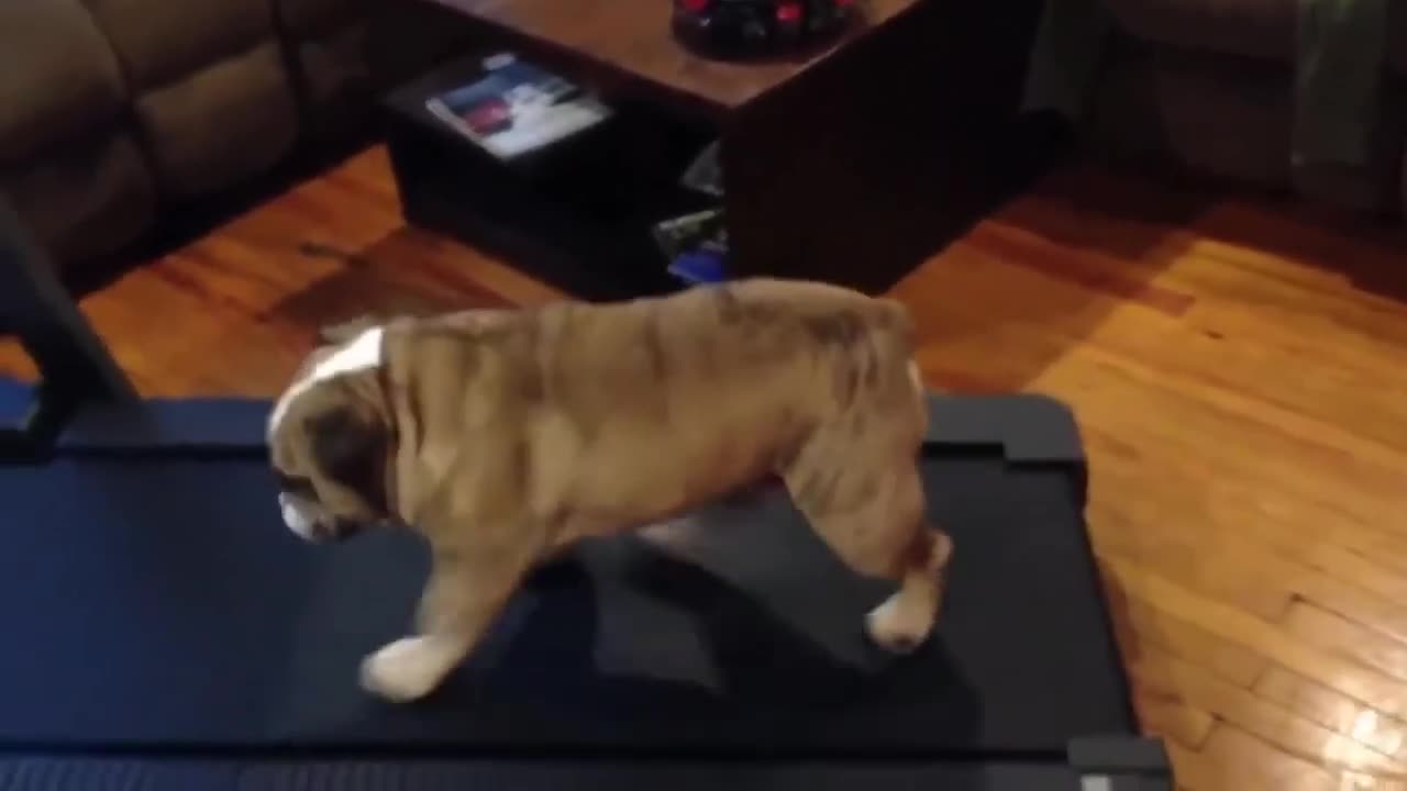 TRY NOT LAUGH - funny cats and dogs compilation