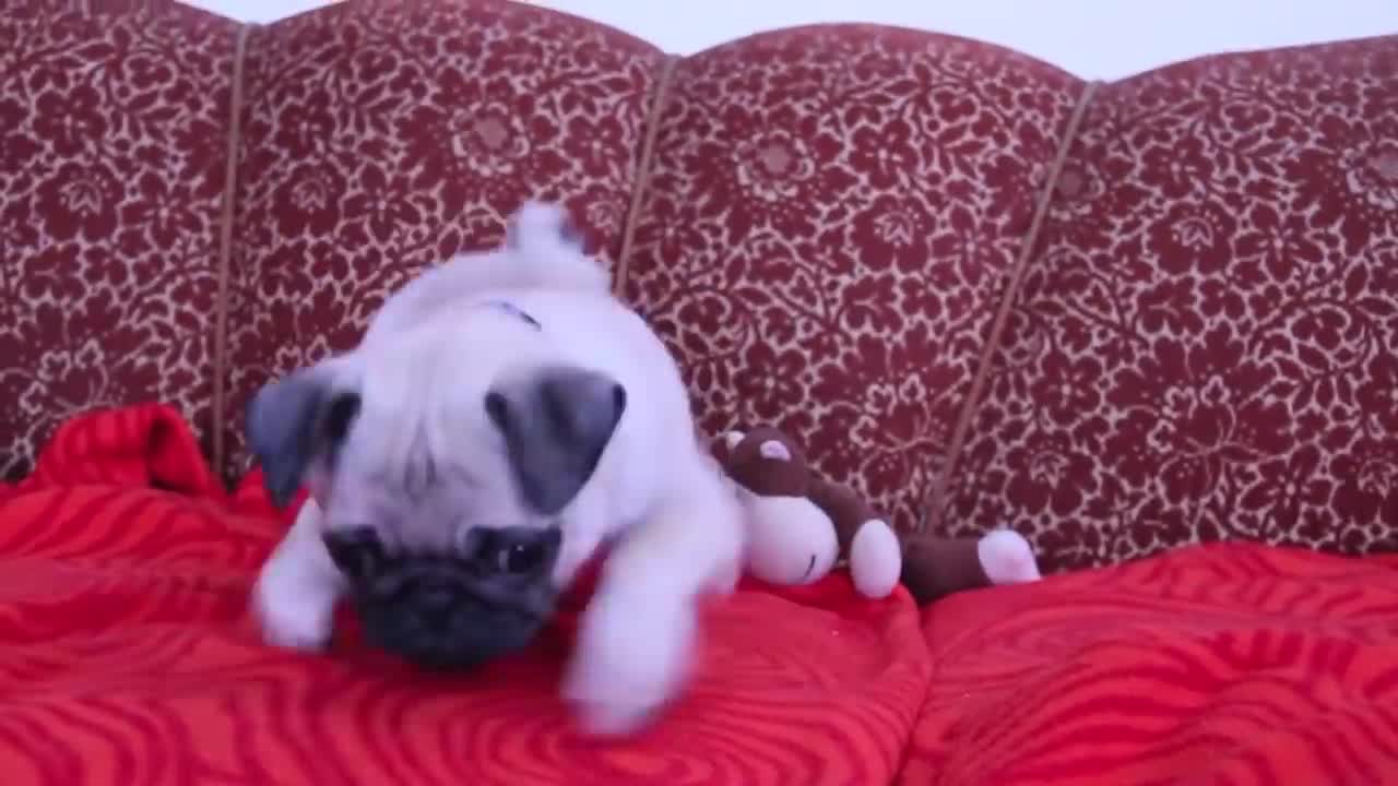 baby pug Carlos barking