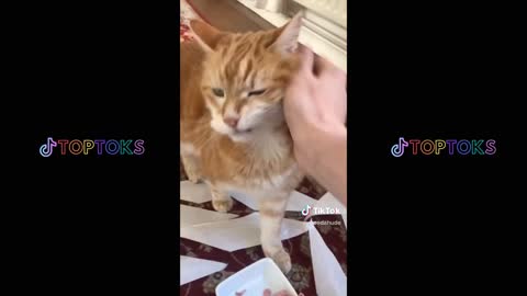 tiktok animal/pet fails funny moments