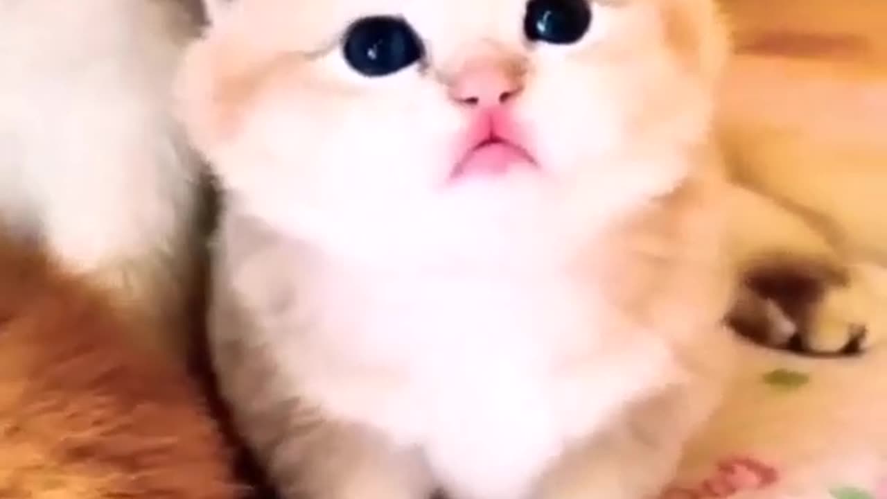 Cute kitten sound