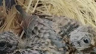 Diamond Pied Dove with chicks