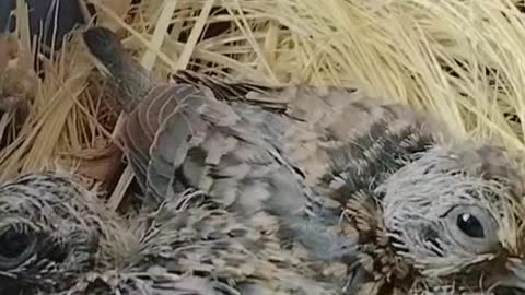 Diamond Pied Dove with chicks