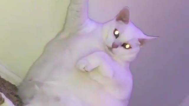 Fully Charged Super Cat