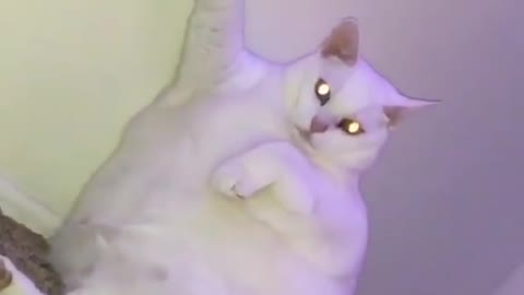 Fully Charged Super Cat