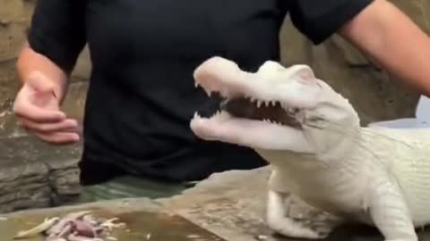 Albino crocodile 🐊 🤍