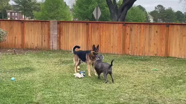 Dogs Playing