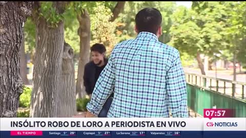 Papagaio rouba, ao vivo, fone de ouvido de repórter de TV no Chile