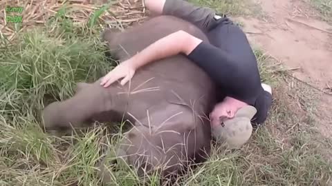 Most Funny and Cute Baby Elephant Videos Compilation