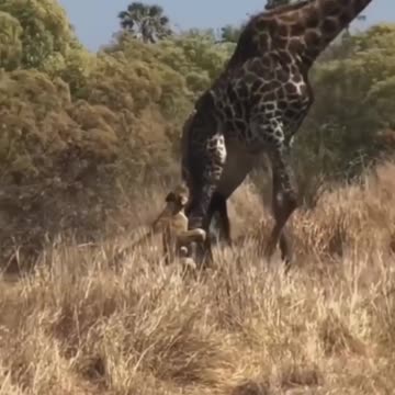 This may be hard for some to watch,but it is an.... |funny animals video