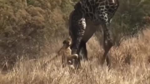 This may be hard for some to watch,but it is an.... |funny animals video