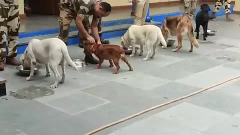 Dog training videos
