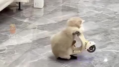 Funny animals