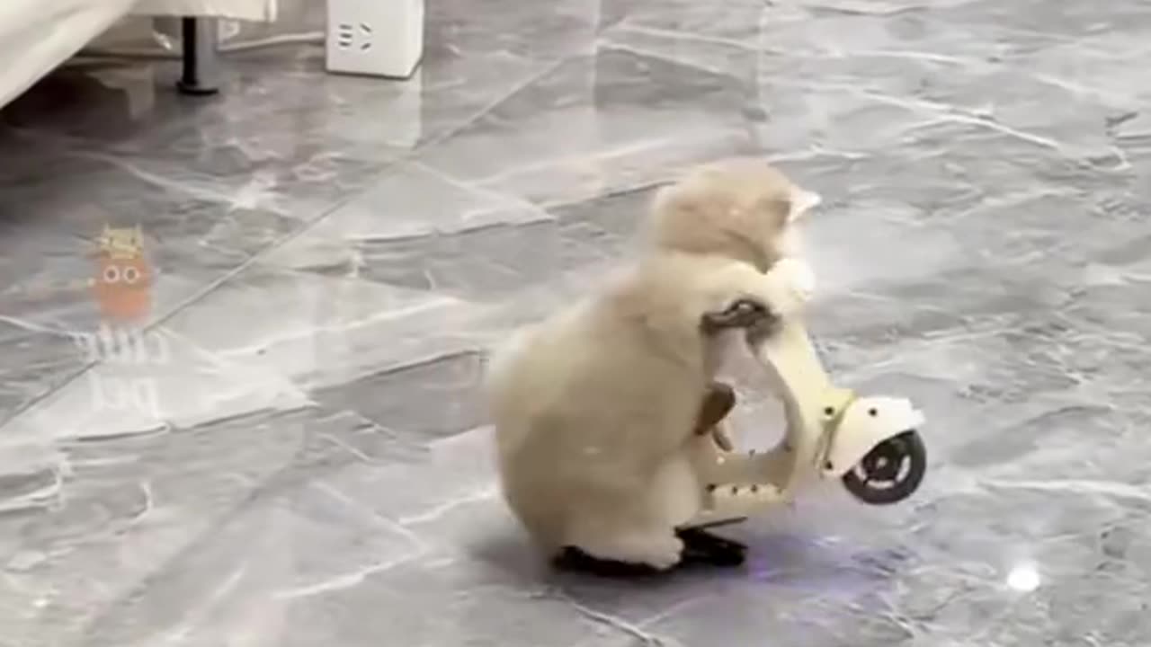 Funny animals