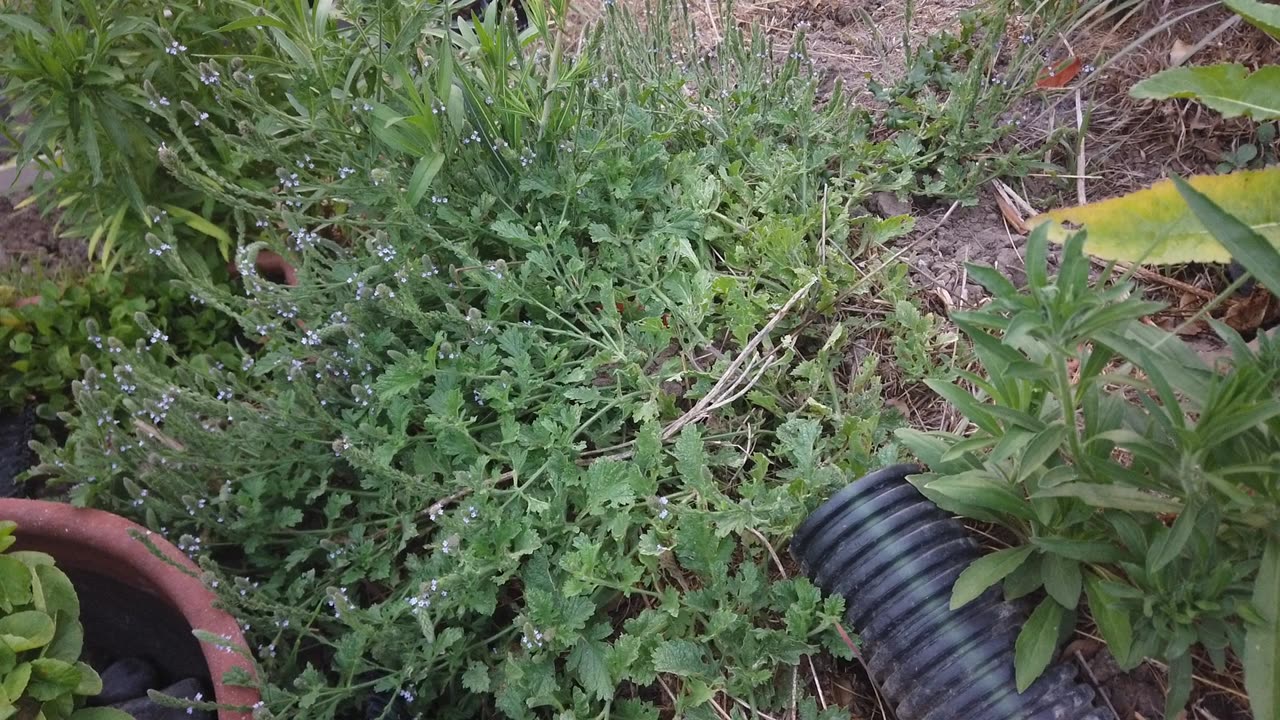 Personal Alkemy Plant Medicine Vervain Victory of Summer August Barren Hillside