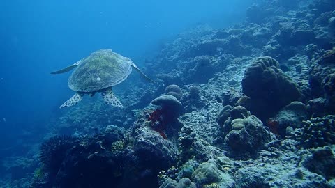 Sea Turtle