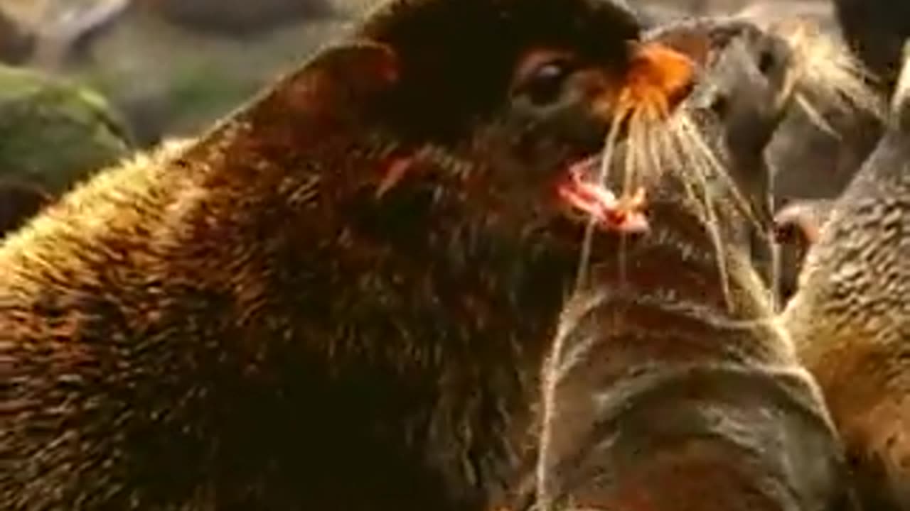 Adaptations of Fur Seals: Navigating Cold Ocean Waters with Style