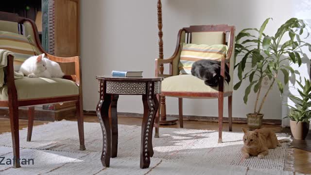 Cat video