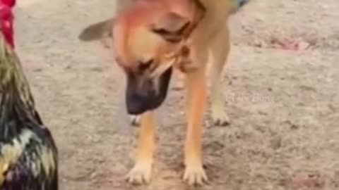 dog,funny animal video,animal animals,funny cats,funny dog videos,funny