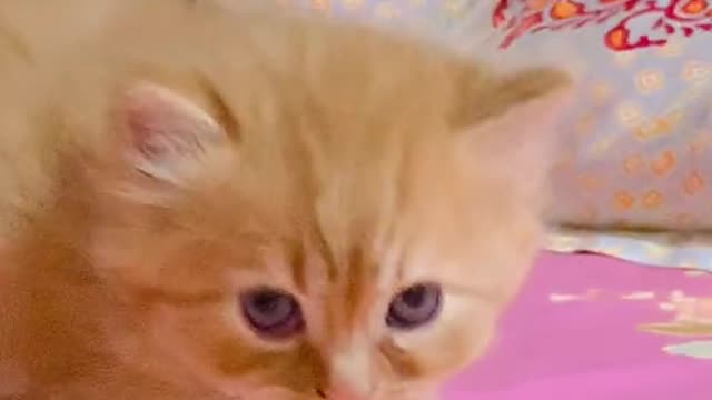 Cute little cat,, Don't understand