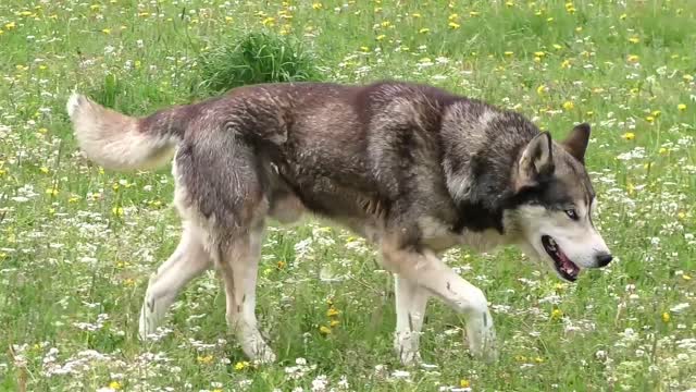 Husky looking for something