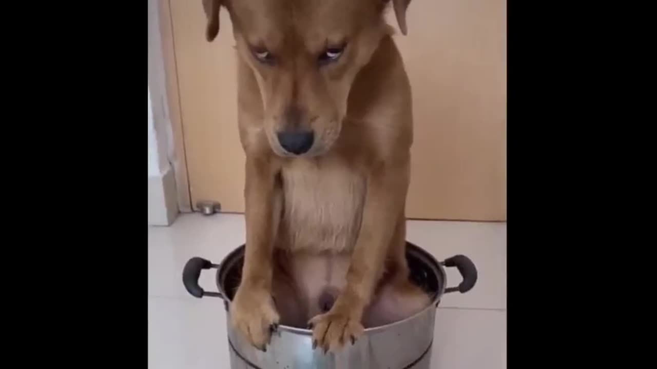 Dog funny video || Animal Funny video ||