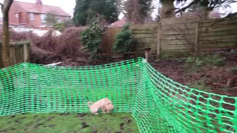 THE LIFE OF AN 8 WEEK OLD GOLDEN RETRIEVER PUPPY
