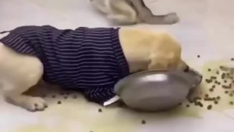 Husky and labrador eating food Funny video