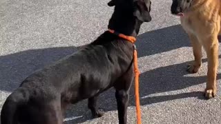 #8 male GSD female #20 black lab Feb2022