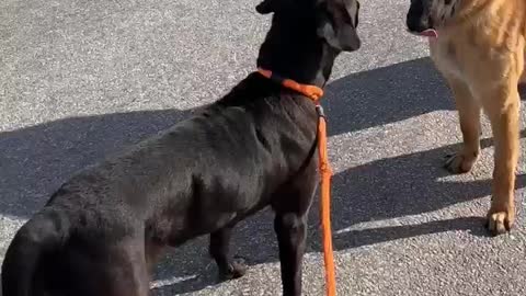 #8 male GSD female #20 black lab Feb2022