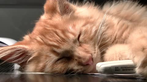 The funny cat who enjoys