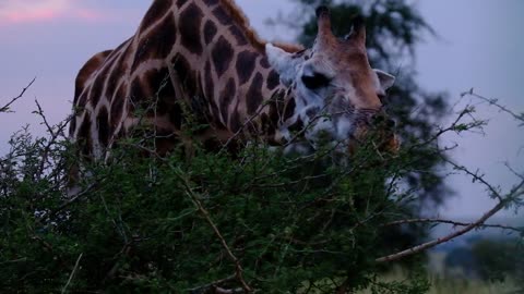 A giraffe eating from the trees