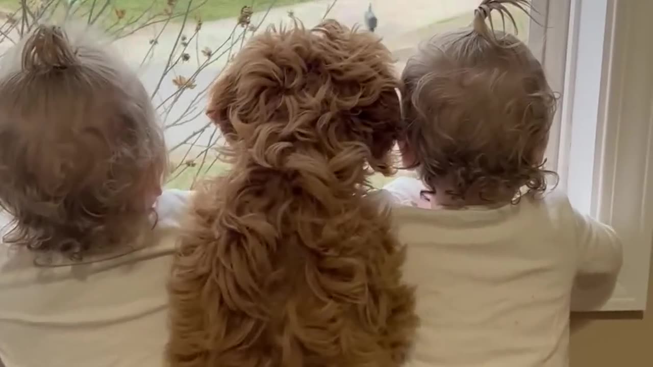 Dog and toddlers wait for brother at window