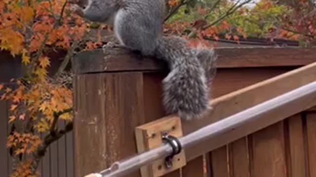 Buddy squirrel gets prize