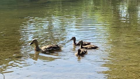 Duck family of 3 Ducklings 5