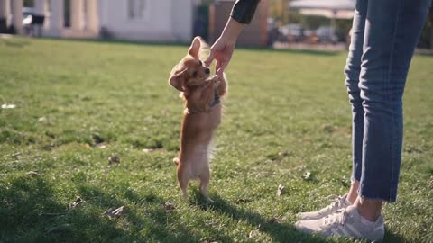 Adorable funny longhair dog chihuahua playing in park . Beautiful little dog with big ears