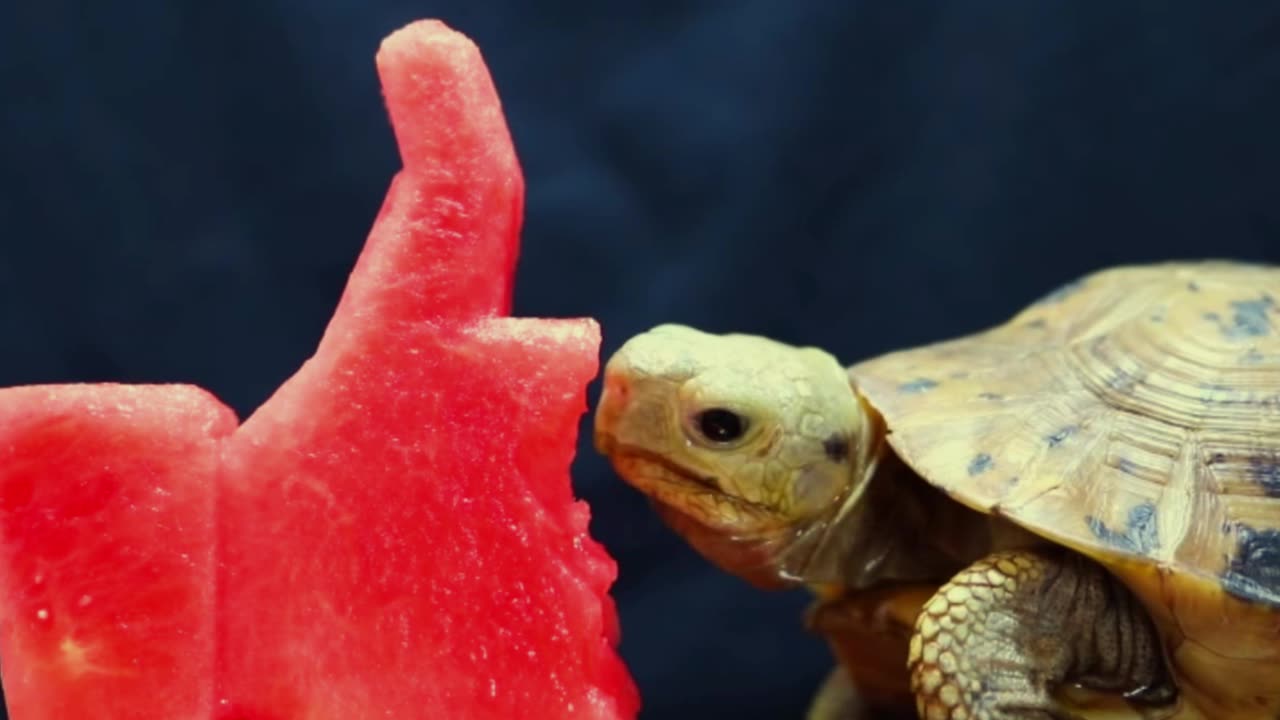 Tortoise ASMR Eating Watermelon MUKBANG