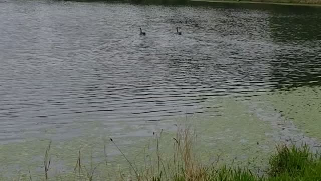 Wildlife