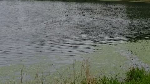 Wildlife