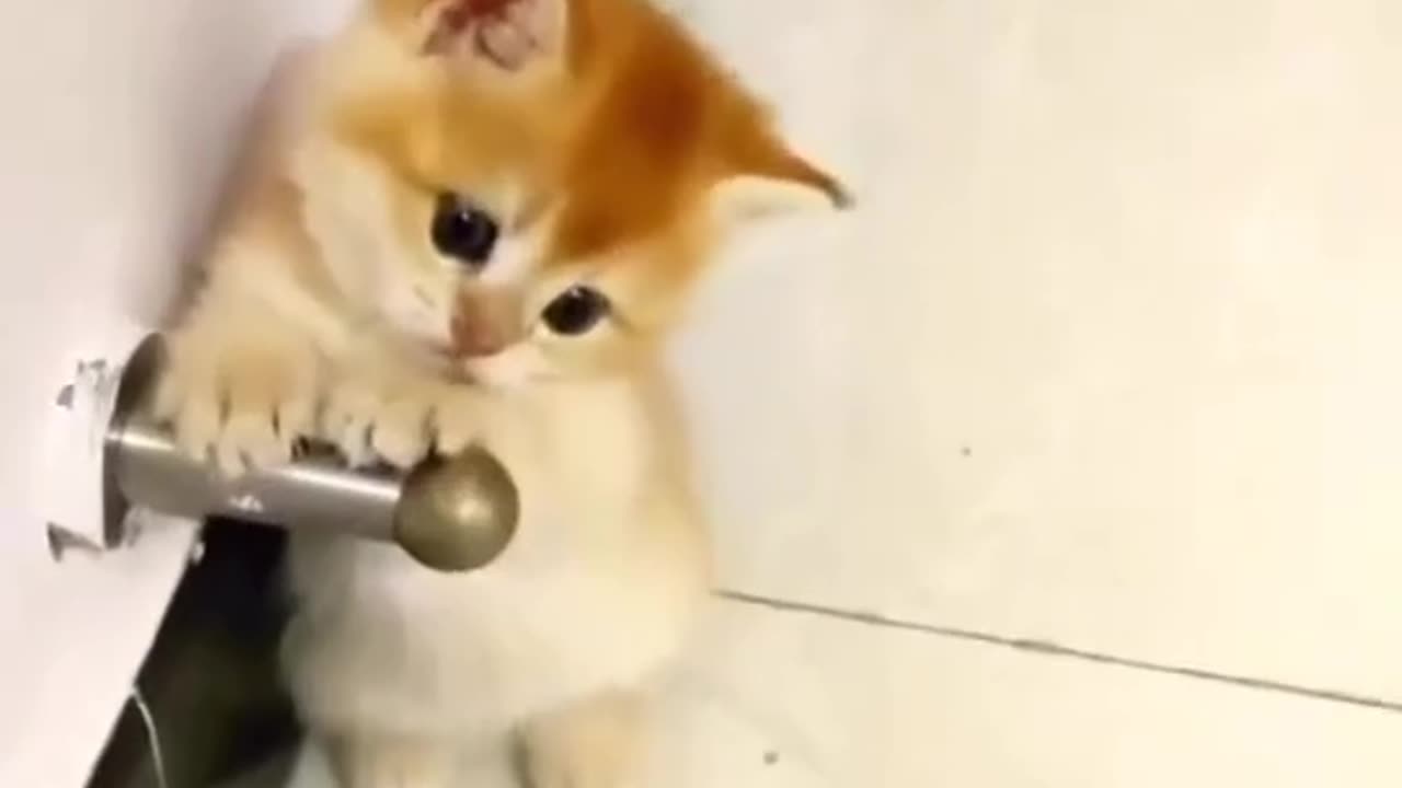 Cit cat