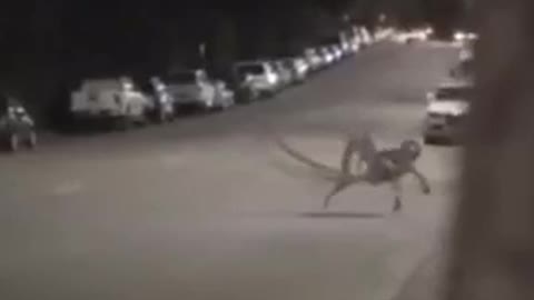 Nightcrawler caught on camera.