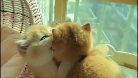 Cute and funny cat video.