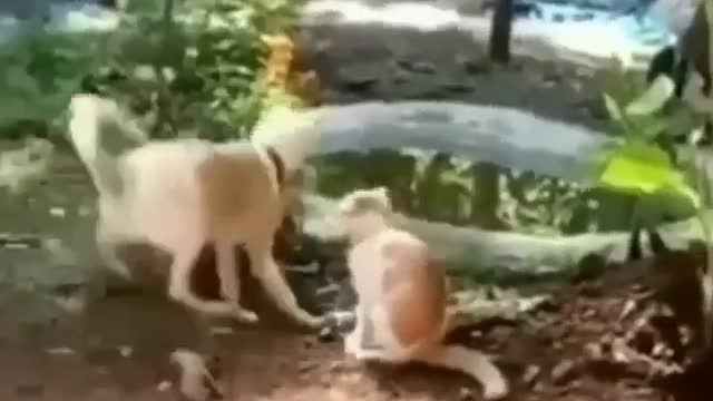 Dogs Shorts Comedy Video in 2021