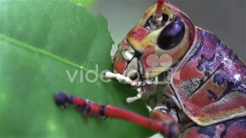 Extreme close up of a lubber grasshopper locust eating a green leaf