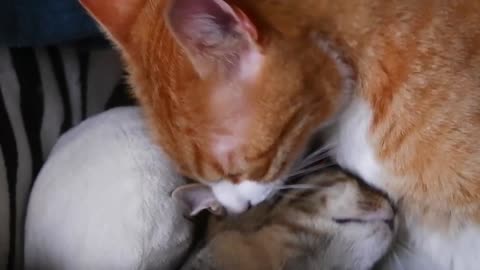 Funny Cats ✪ Mother cats protecting their Baby kittens