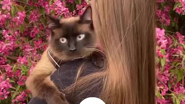 The cat in the flower