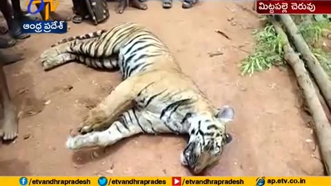 Tiger found dead in Mattapalli